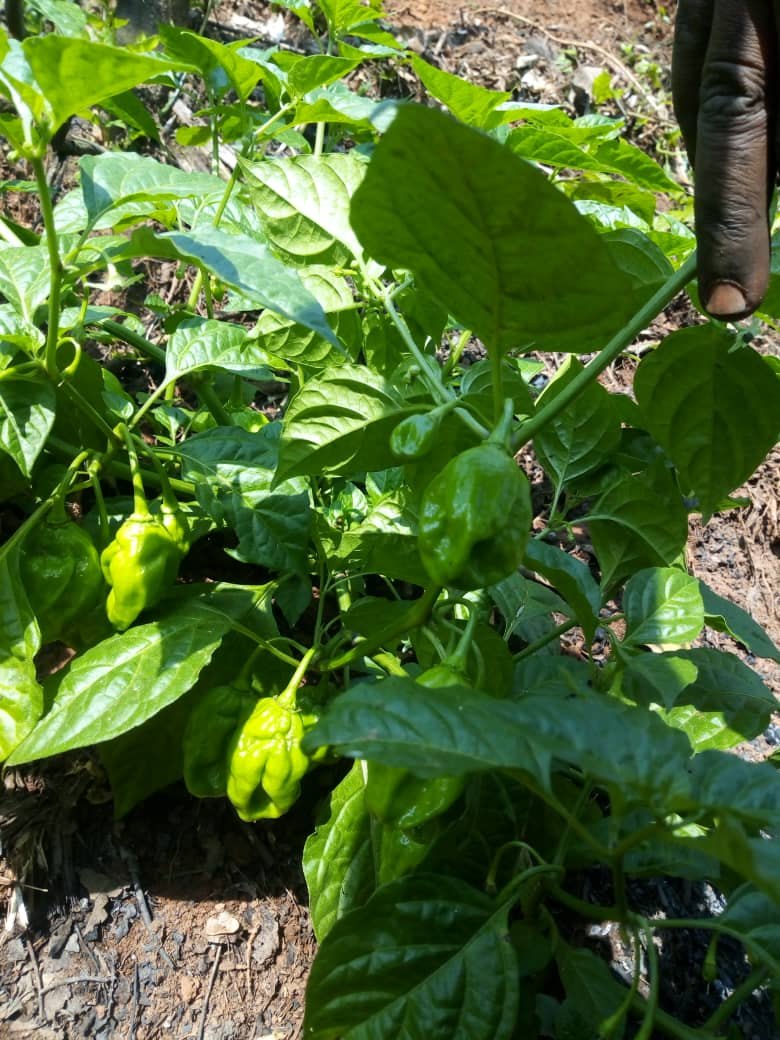 Pepe Farmining 1a Pepe Farmining 1a