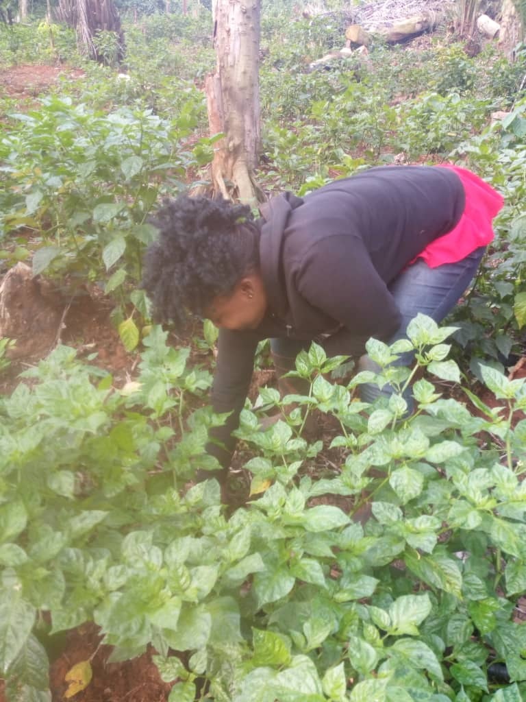 pepe farming 1c pepe farming 1c