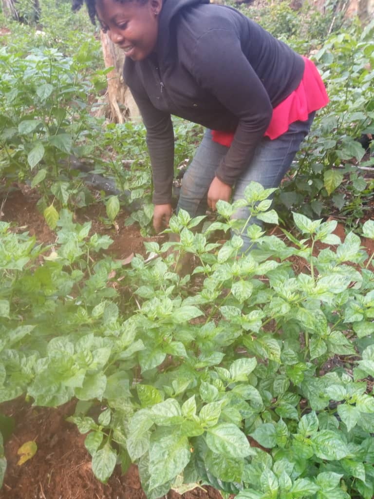 pepe farming 1f pepe farming 1f