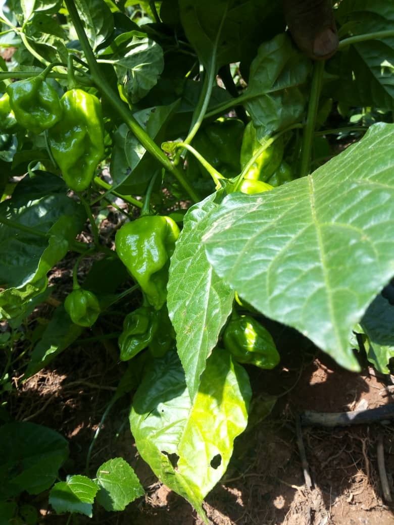 pepe farming 1h pepe farming 1h