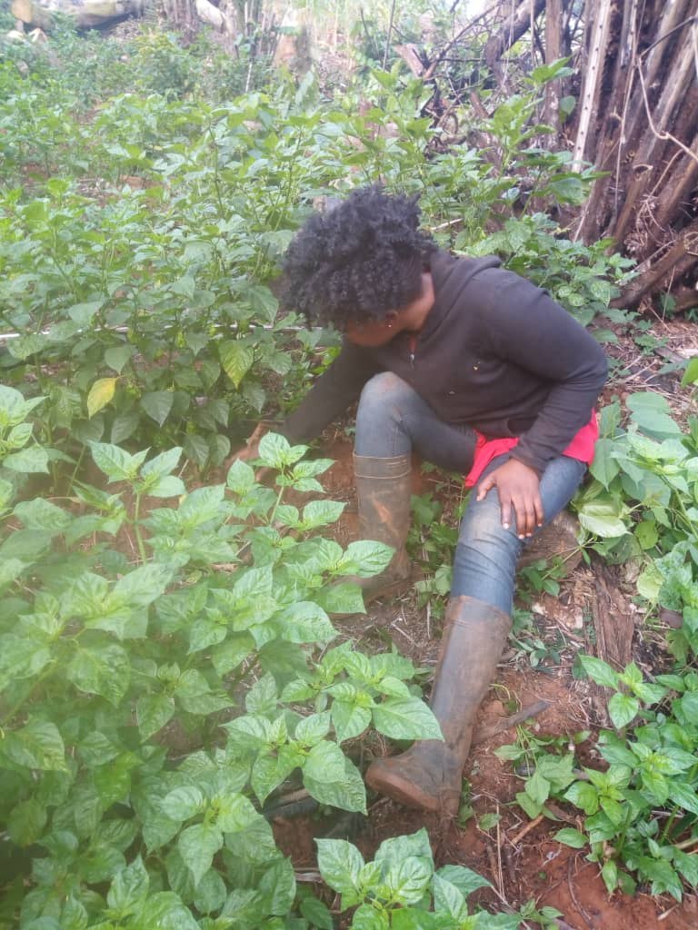 pepe farming 1j pepe farming 1j